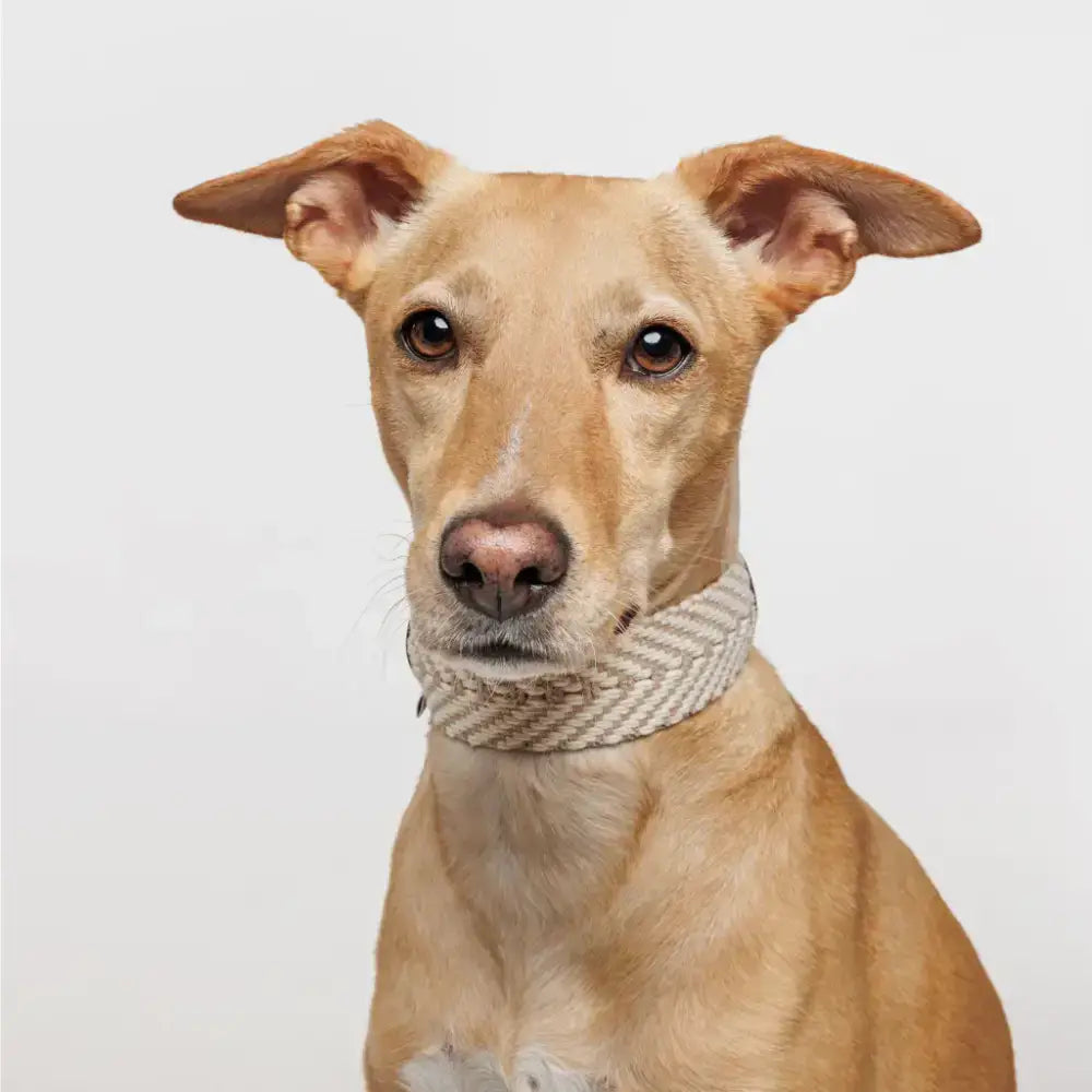 Hund mit PORTIXOL SAND Halsband – stilvolles, leichtes und komfortables Halsband für Sommerabenteuer.