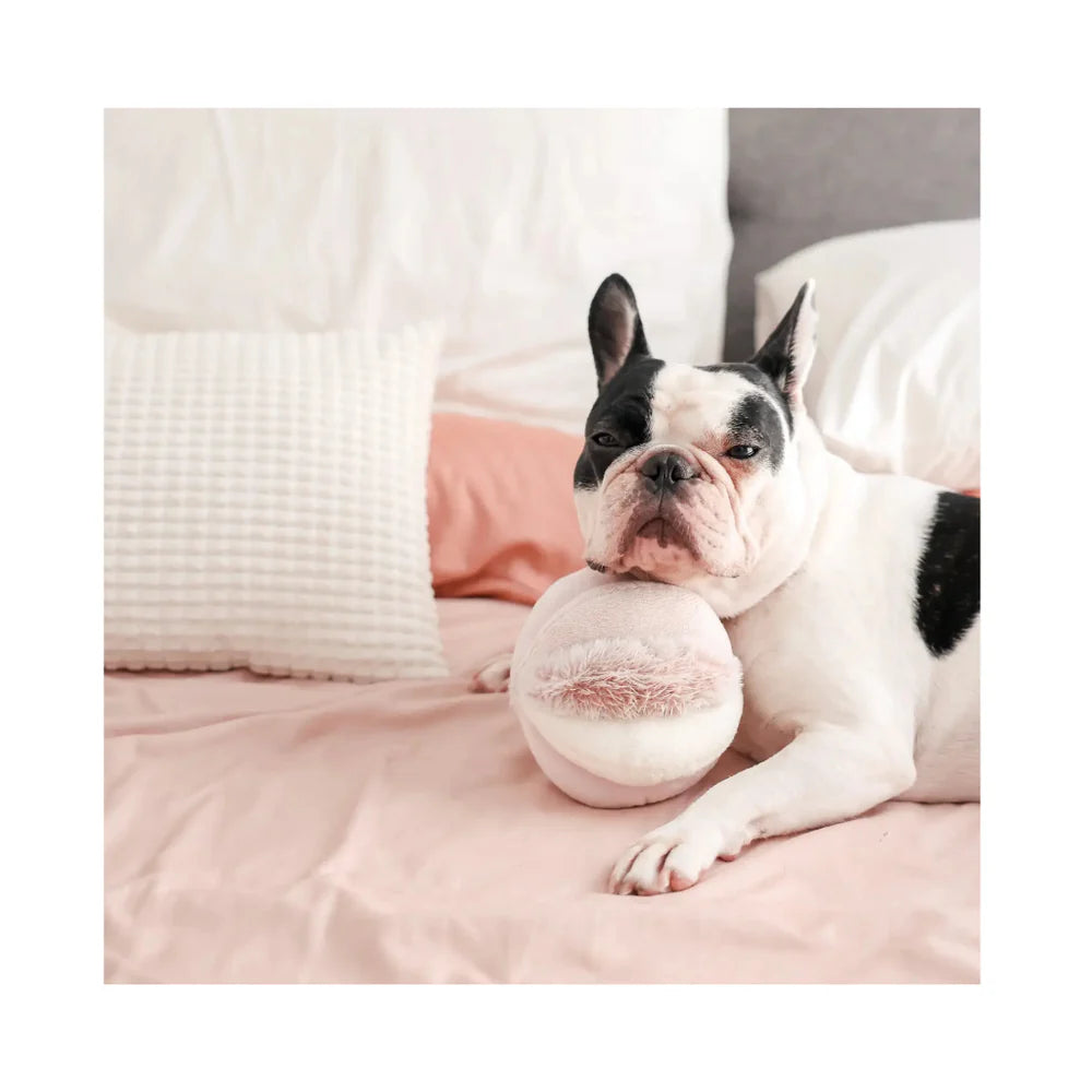 Französische Bulldogge mit TOTO Schnüffelball von Lambwolf auf dem Bett – interaktives Spielzeug in Rosa