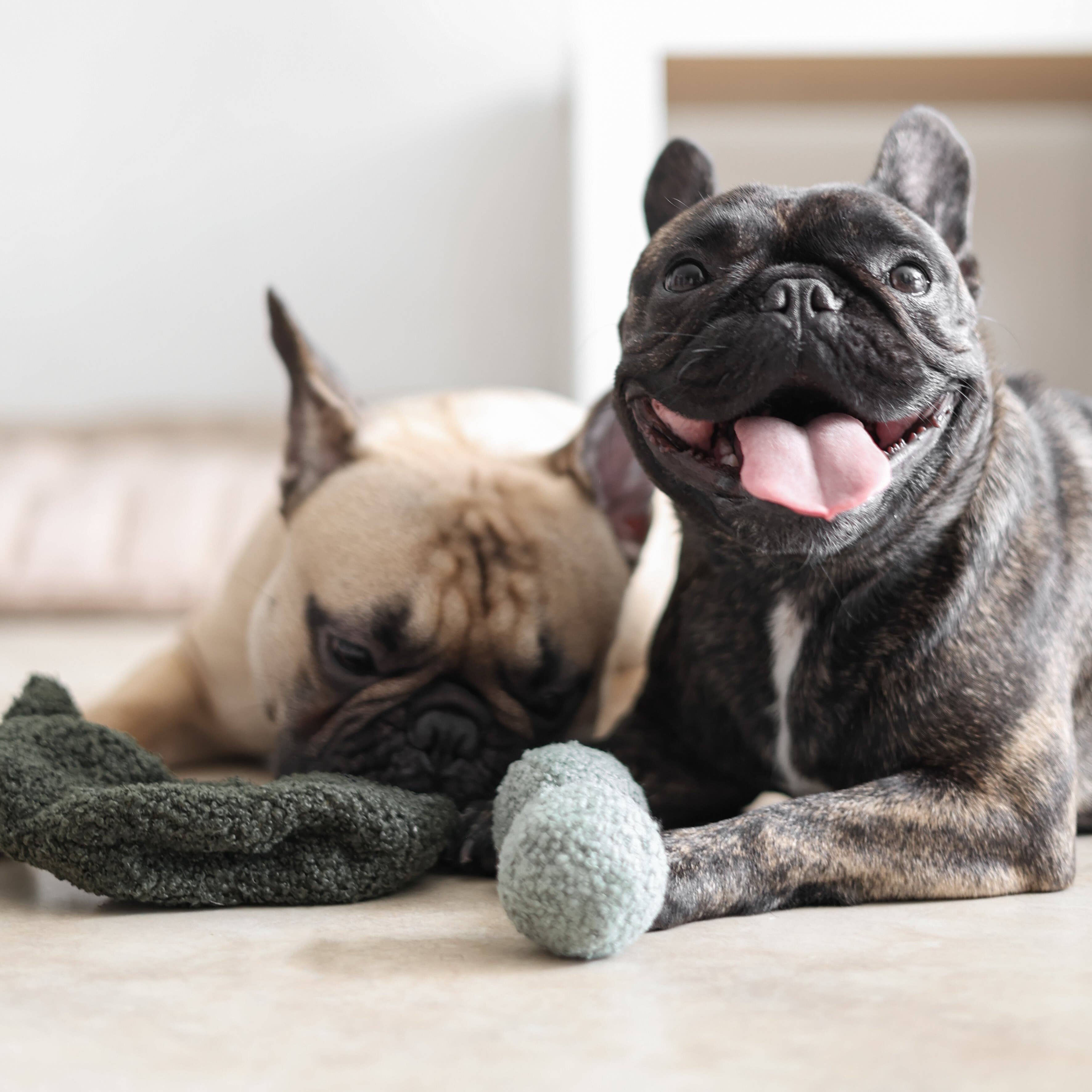 Beschäftigungsspielzeug | PEA-POP Erbsenschote - Hundespielzeug