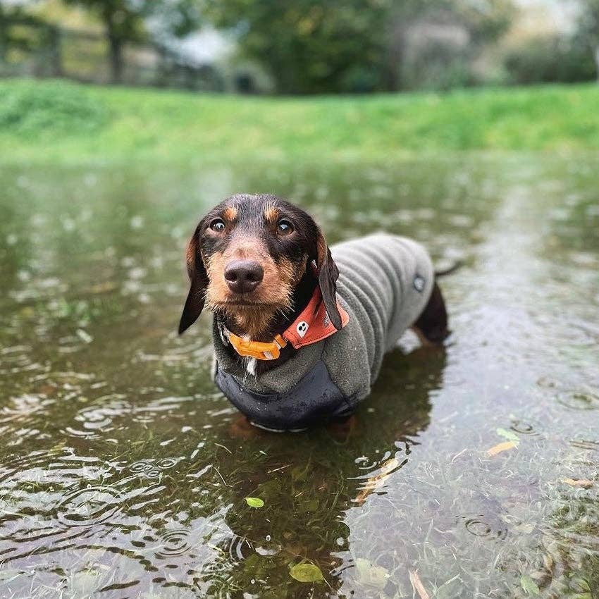 Dackel Fleecepullover mit wasserdichtem Baucheinsatz | Orange - Hundepullover