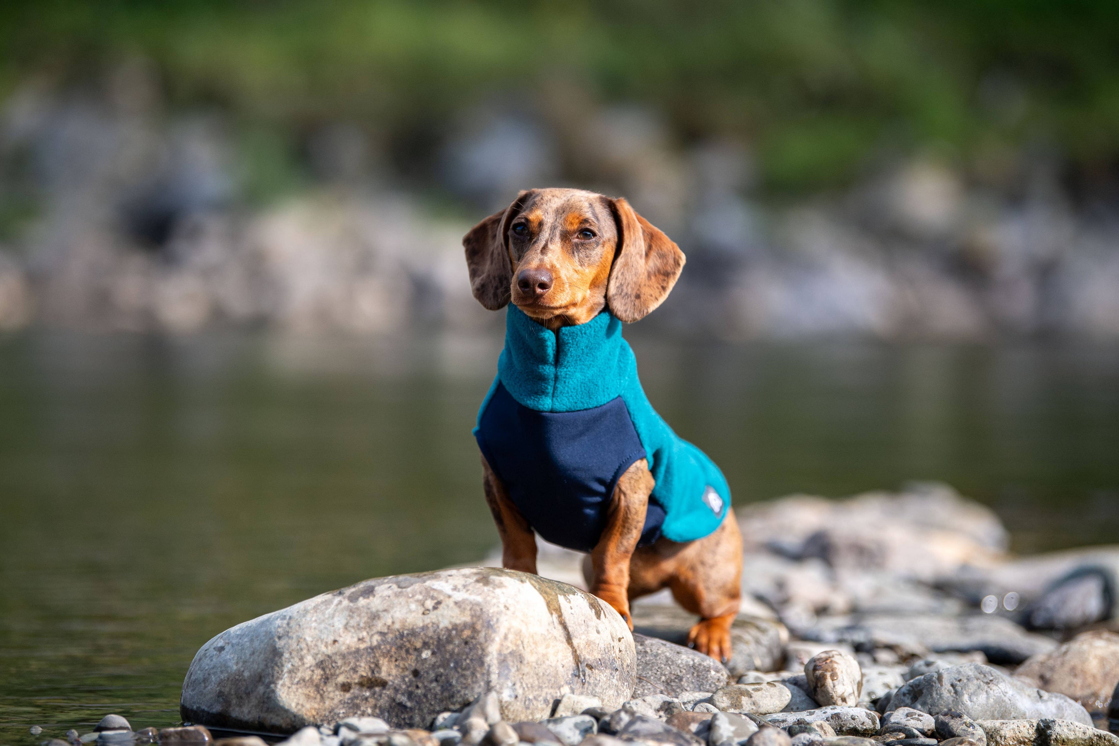 Dackel Fleecepullover mit wasserdichtem Baucheinsatz | Orange - Hundepullover