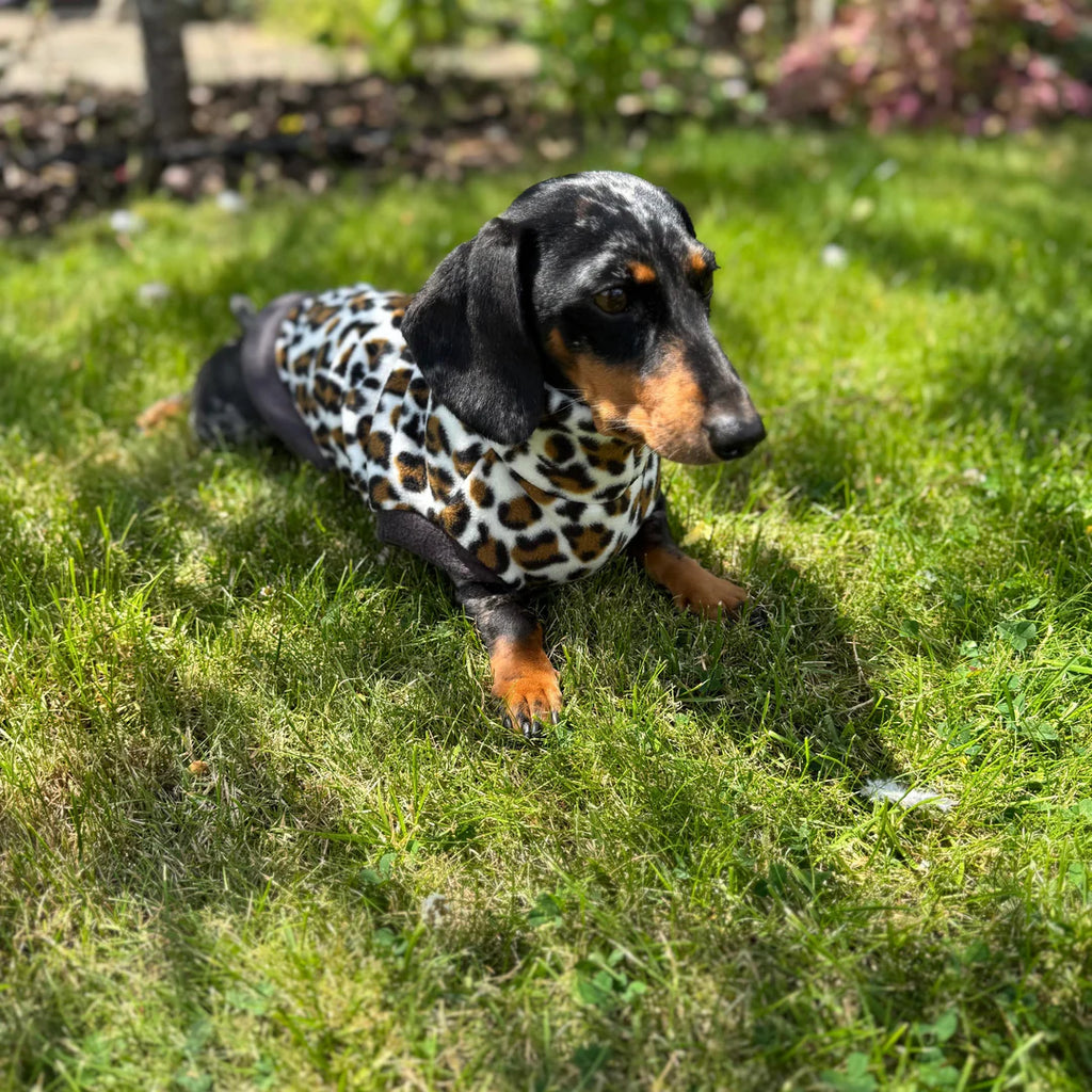 Dackel mit Leo-Fleecepulli sitzt auf Rasen