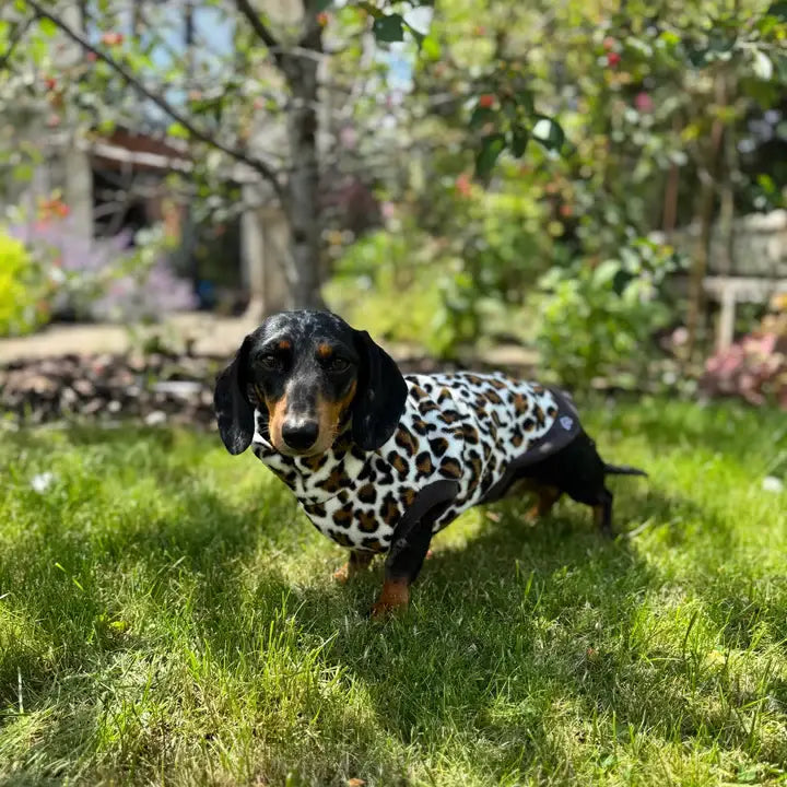 Dackel im Leopard-Fleecepullover stehend im Garten
