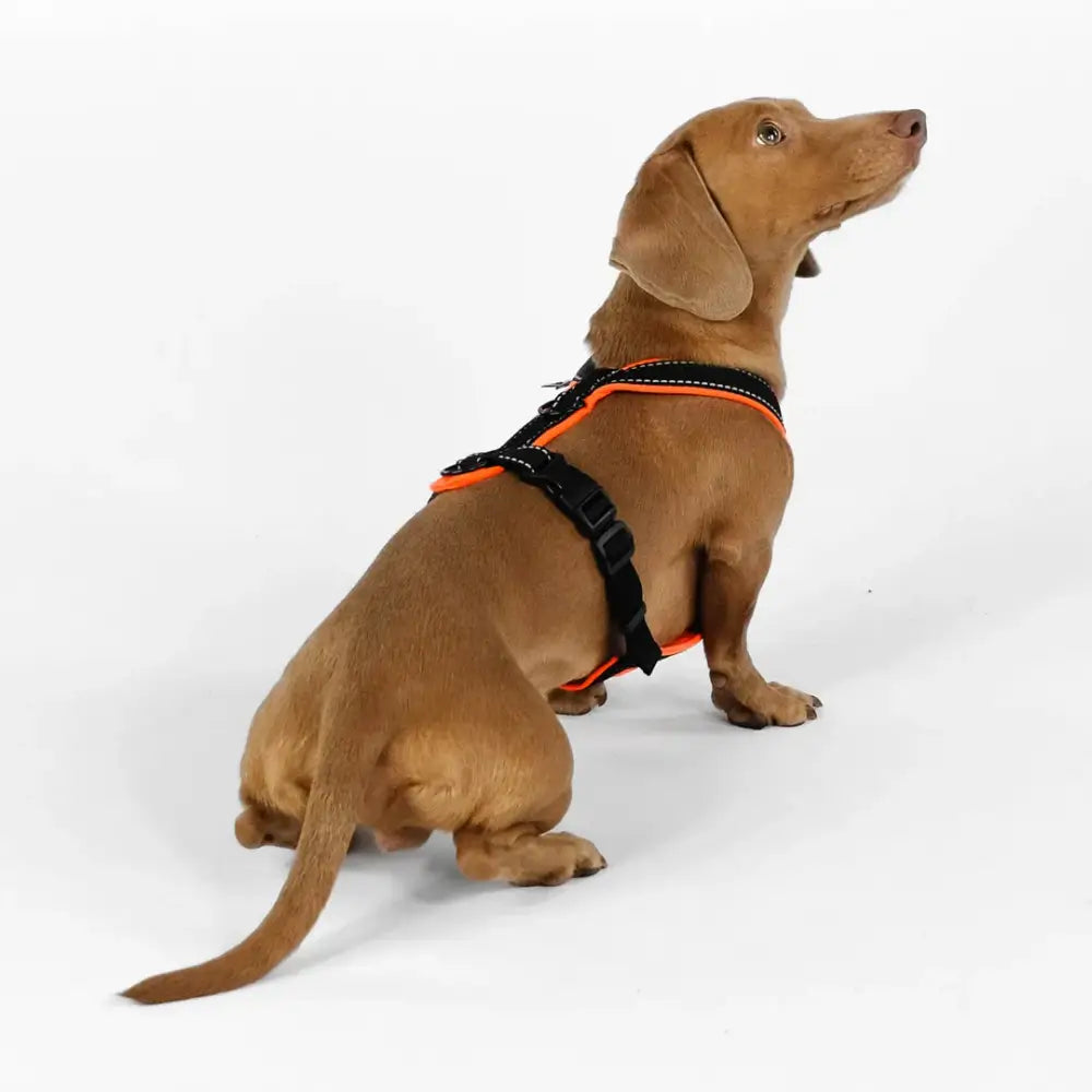 Dackel im Karma Hund Y-Geschirr – Perfekte Passform Softshell, ohne Druckstellen oder Verrutschen beim Gehen.