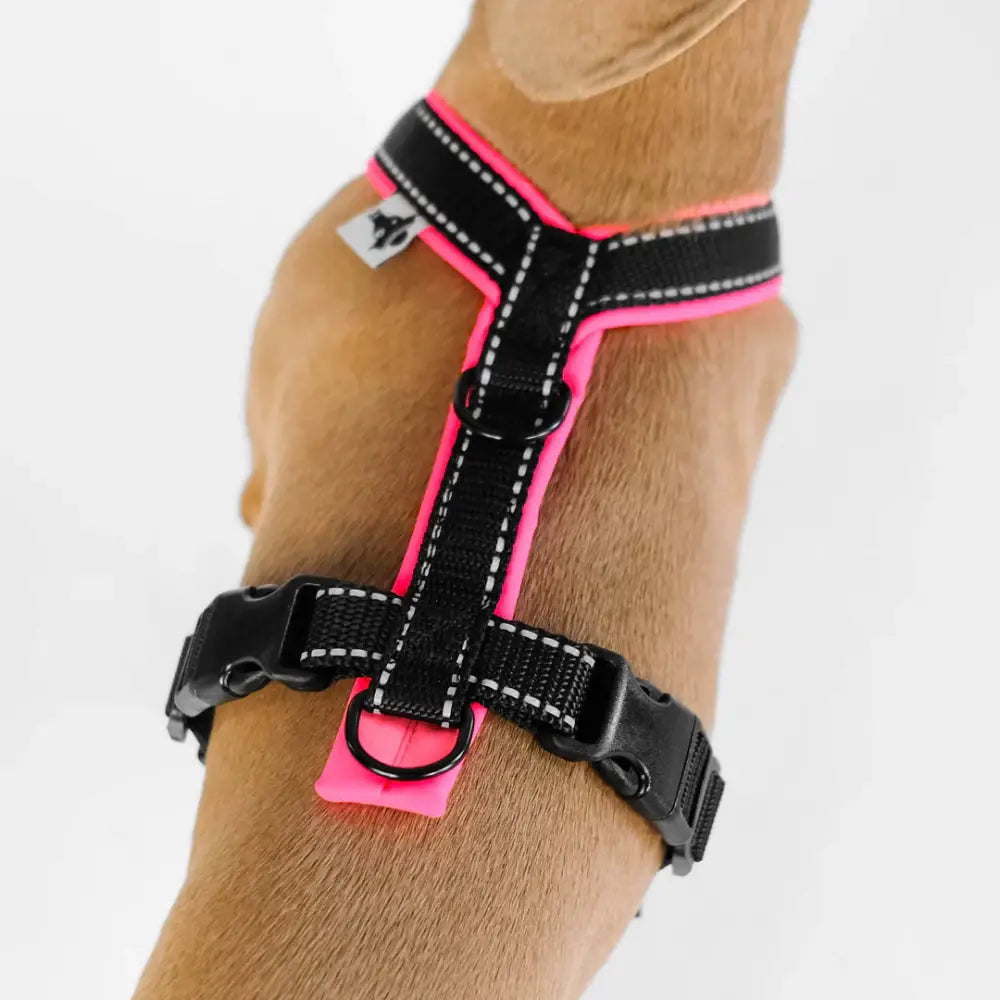 Dackel im Karma Hund Y-Geschirr – perfekt sitzendes Hundegeschirr für kleine Hunderassen mit flexibler Leinenführung.