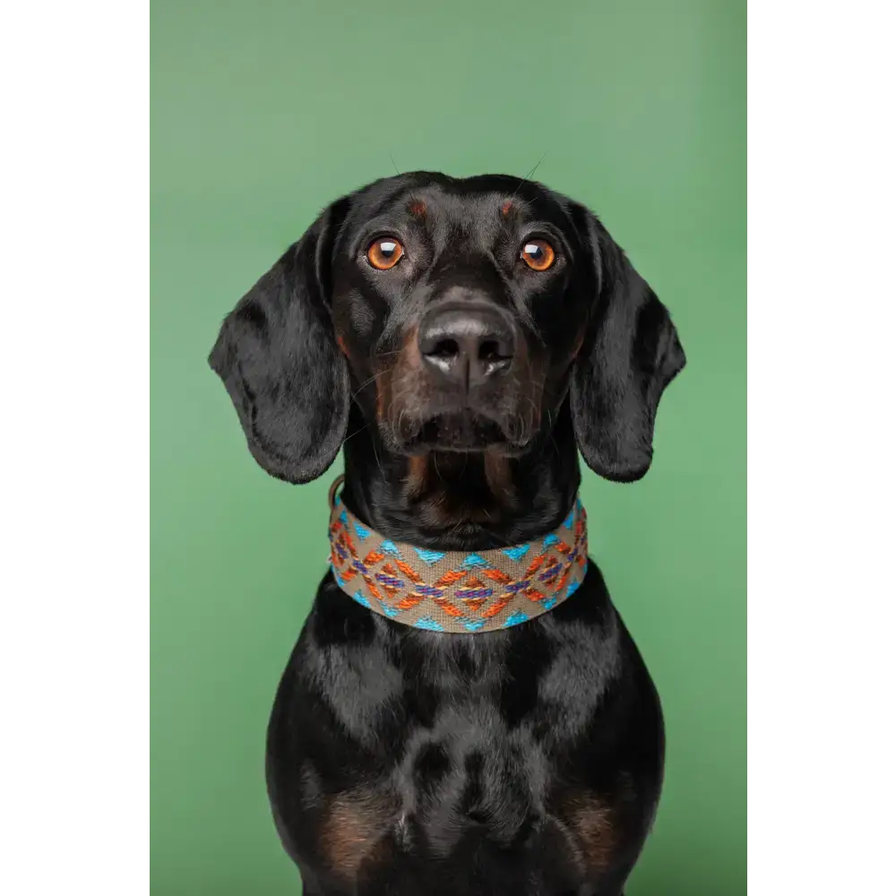 Dackel trägt das ETNA GREEN Hundehalsband – perfekter Sitz und stilvoller Look für kleine bis mittelgroße Hunde.
