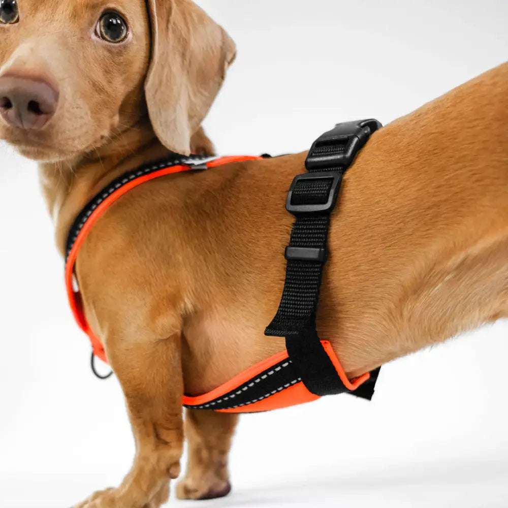 Dackel mit Karma Hund Y-Geschirr beim Spaziergang – Bewegungsfreiheit und Komfort für deinen Hund.