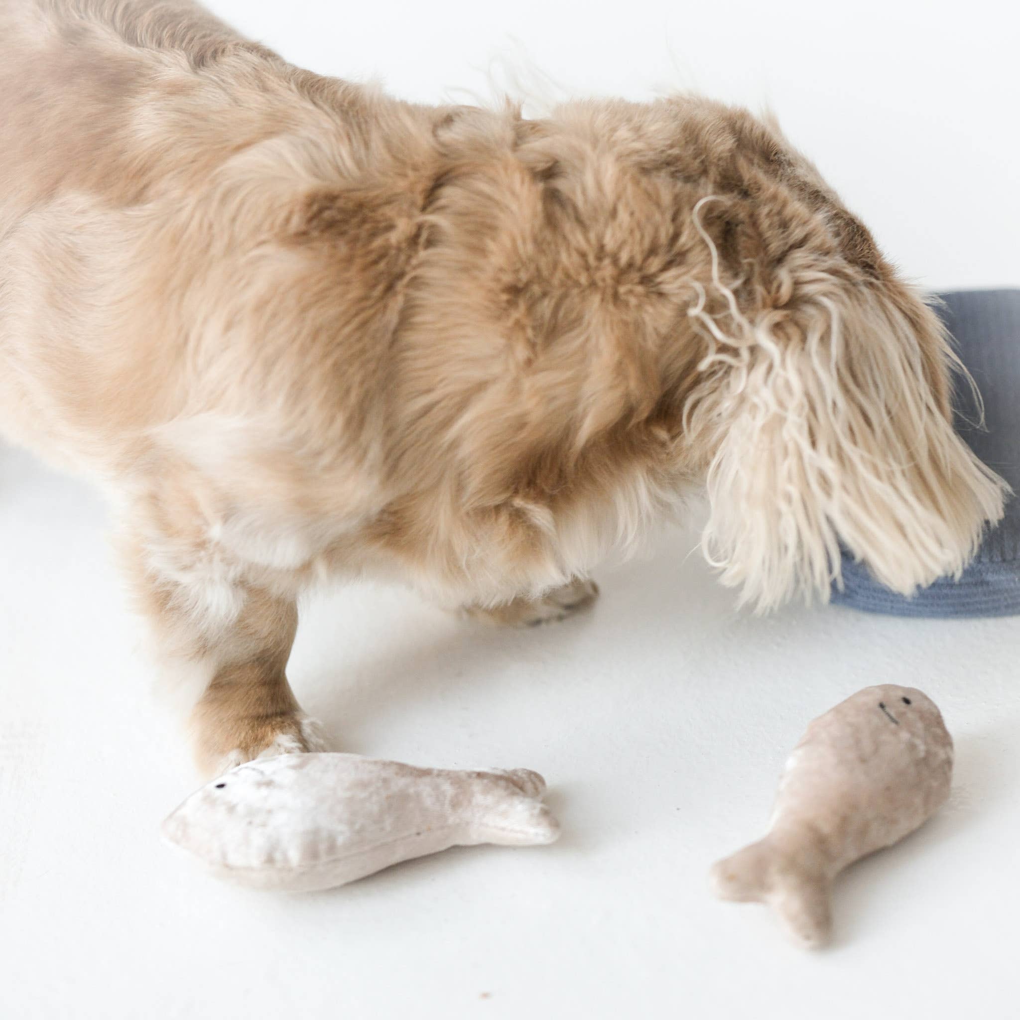 Beschäftigungsspielzeug | SARDINEN - Hundespielzeug
