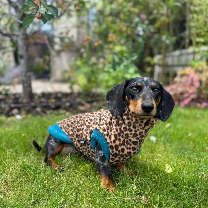 Doghouse Dackel Fleecepullover im Gepard-Muster – getragen von einem Dackel