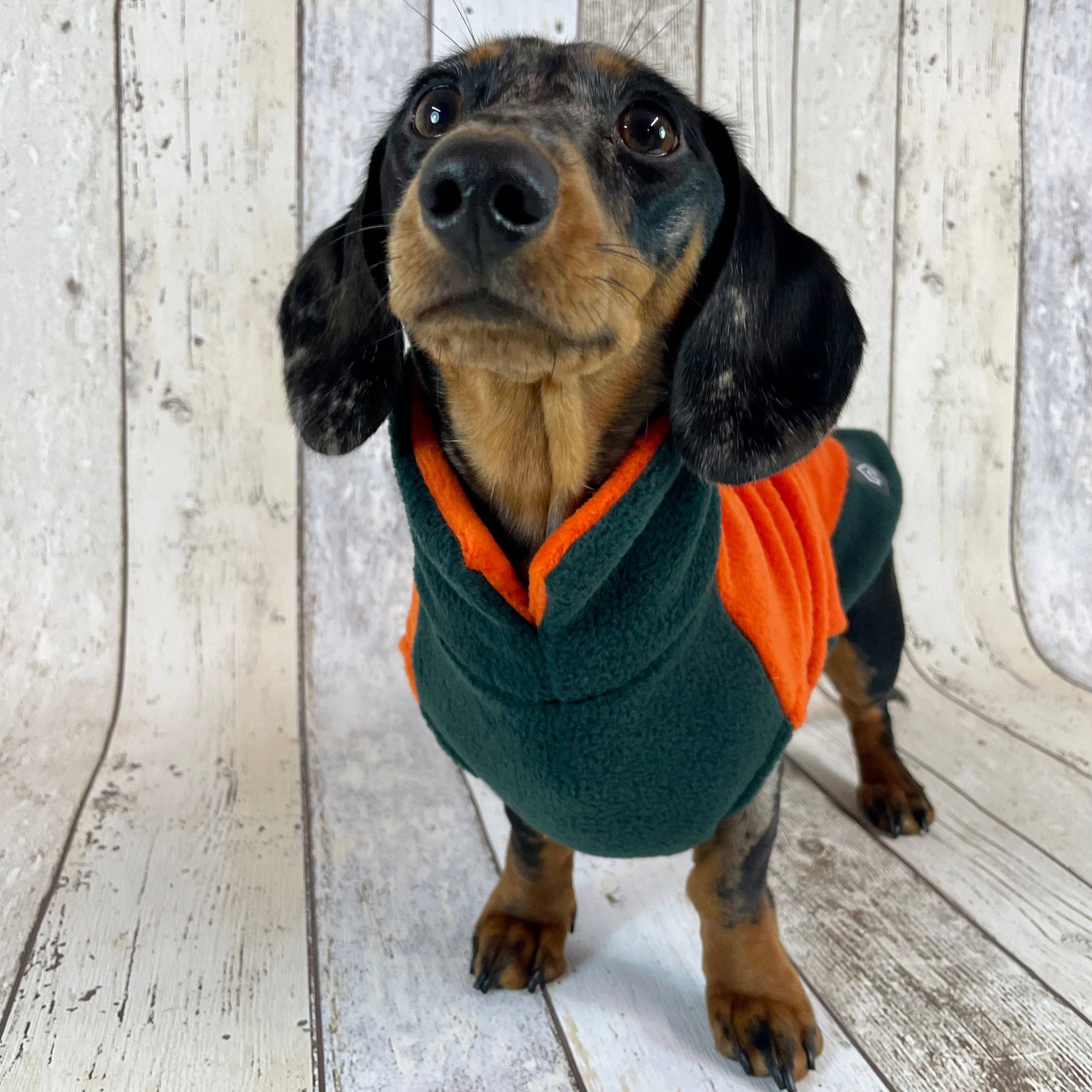 Zweifarbiger Hundepullover Orange-Grün am Dackel – bequeme Passform, volle Bewegungsfreiheit