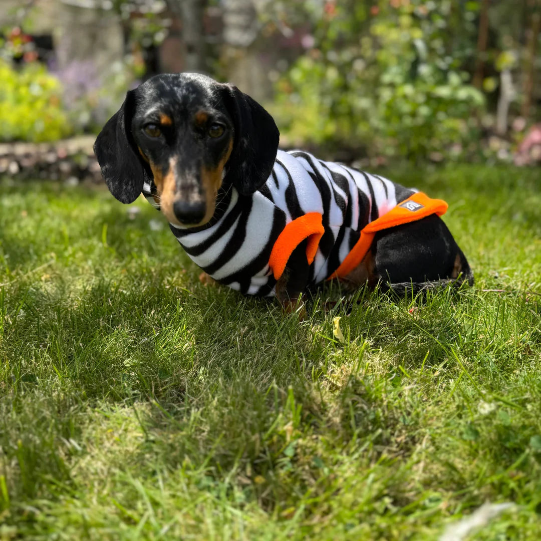 Dackel trägt kuscheligen Doghouse Fleecepullover im Zebra-Look