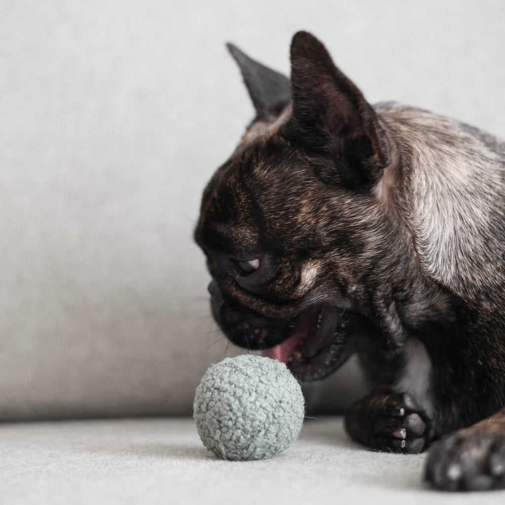 Beschäftigungsspielzeug | PEA-POP Erbsenschote - Hundespielzeug