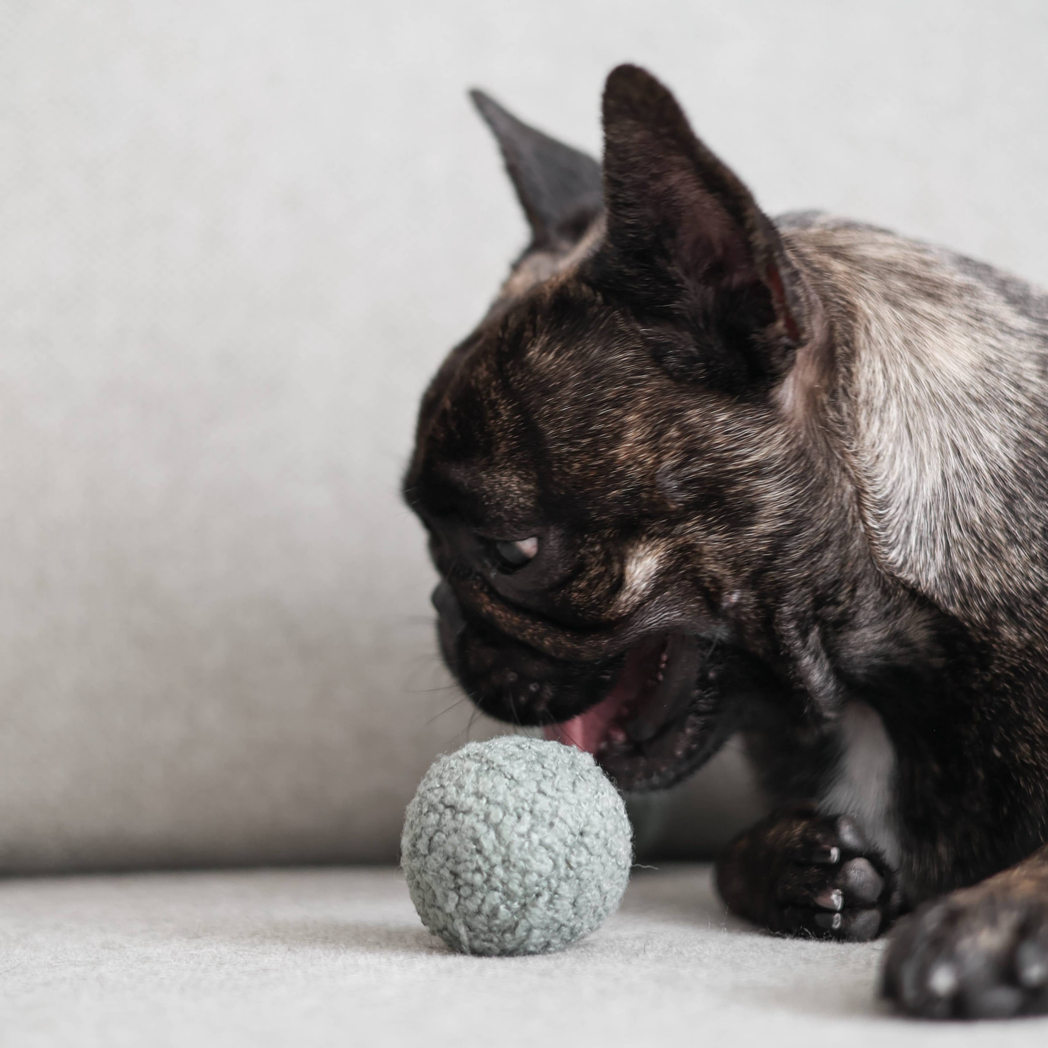 Beschäftigungsspielzeug | PEA-POP Erbsenschote - Hundespielzeug