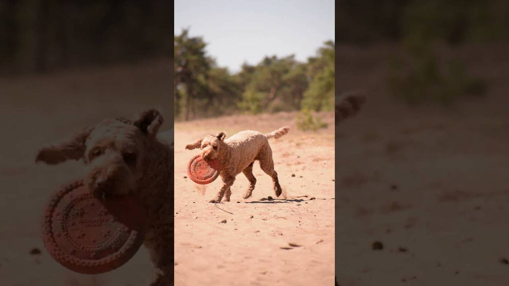 Wasserspielzeug Hund | Dog Comets UFO Ring Grün - Hundespielzeug