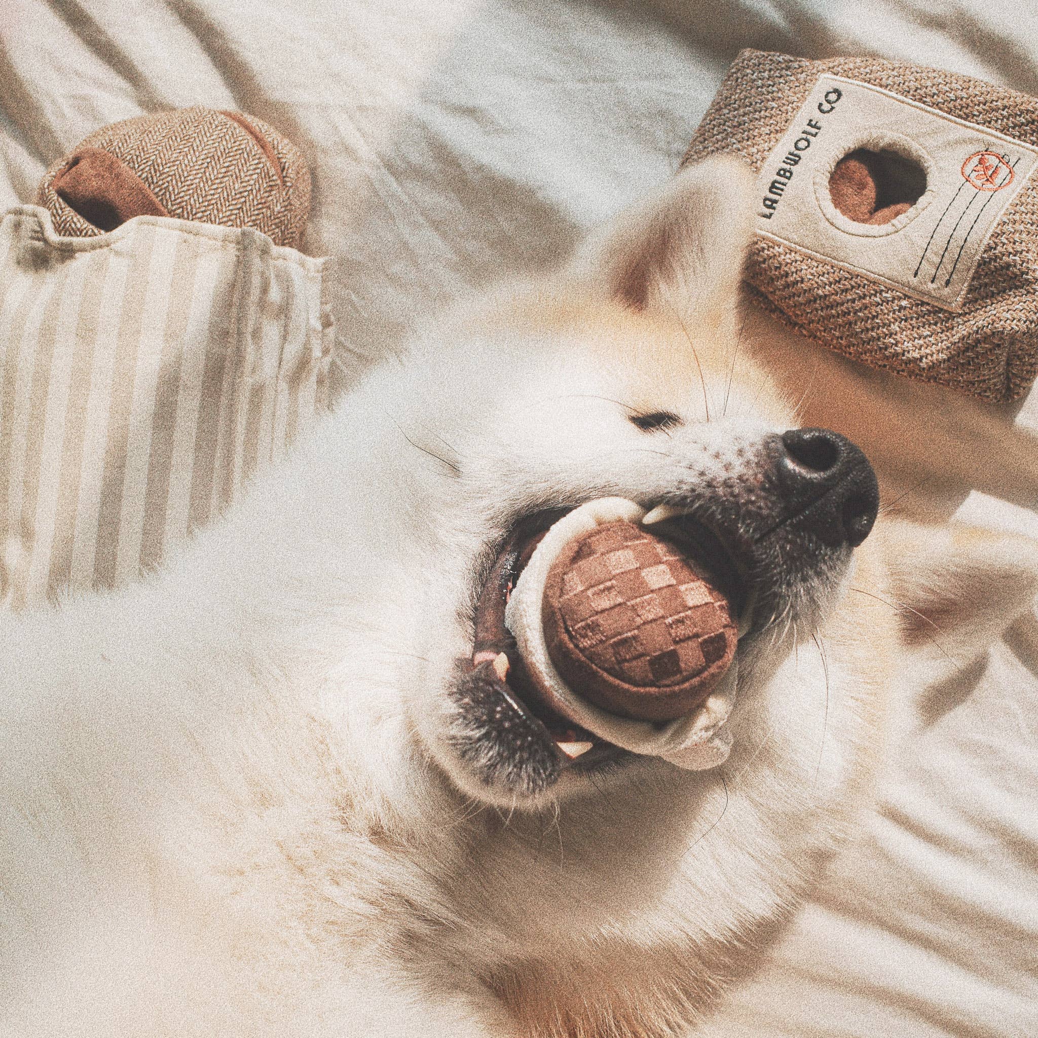 Hund hat den springenden Ball aus dem Espresso POP erschnüffelt – Spielspaß pur