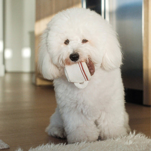 Kleiner Hund spielt begeistert mit dem Espresso POP von Lambwolf