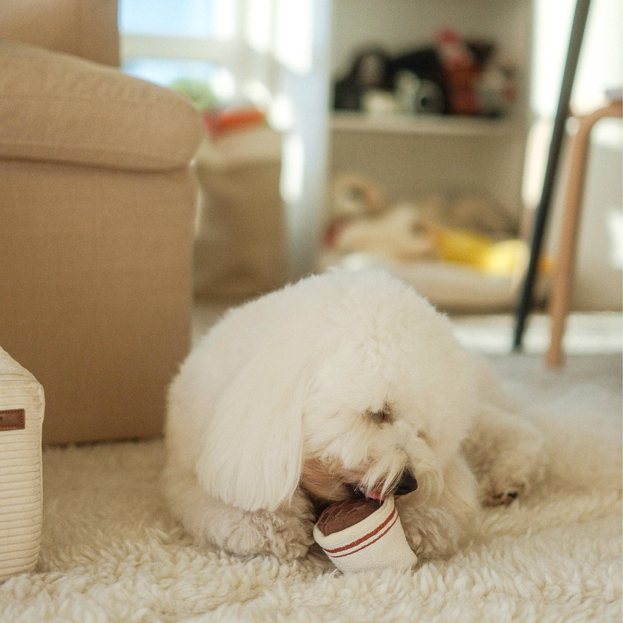 Hund trägt die Espresso-Tasse des POP Spielzeugs spielerisch im Maul