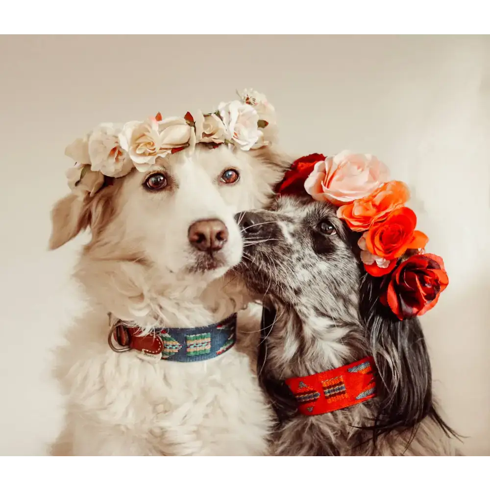 Detailaufnahme des ETNA BLUE Hundehalsbands – edles Rindsleder, handgewebte Baumwolle und stabile Messingbeschläge für höchste Qualität.