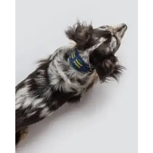Das ETNA BLUE Hundehalsband mit passender Leine – perfekt für einen harmonischen Look im Bohemian-Stil.