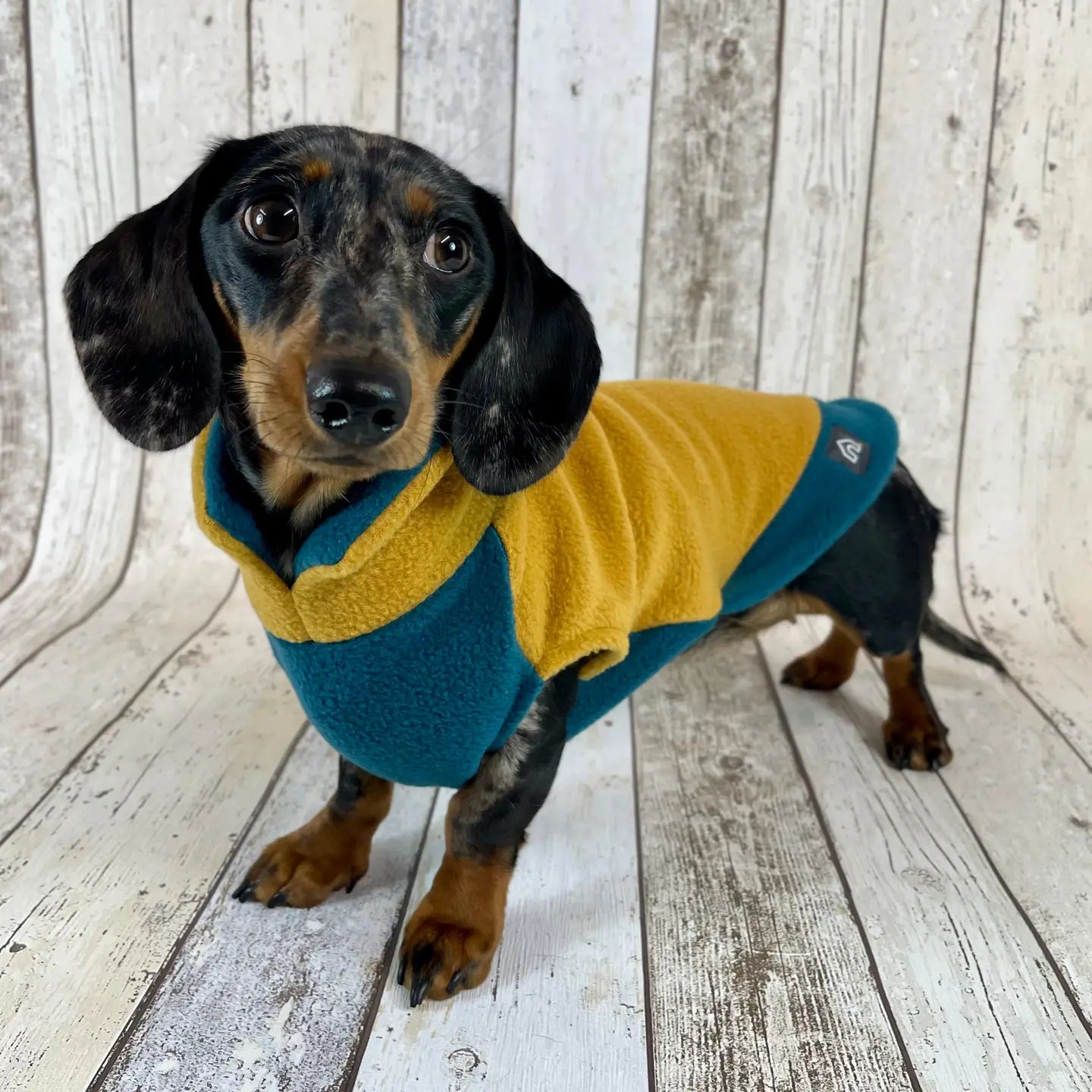 Dackel Fleecepullover | Zweifarbig - Senfgelb-Blaugrün / XS - Hundepullover