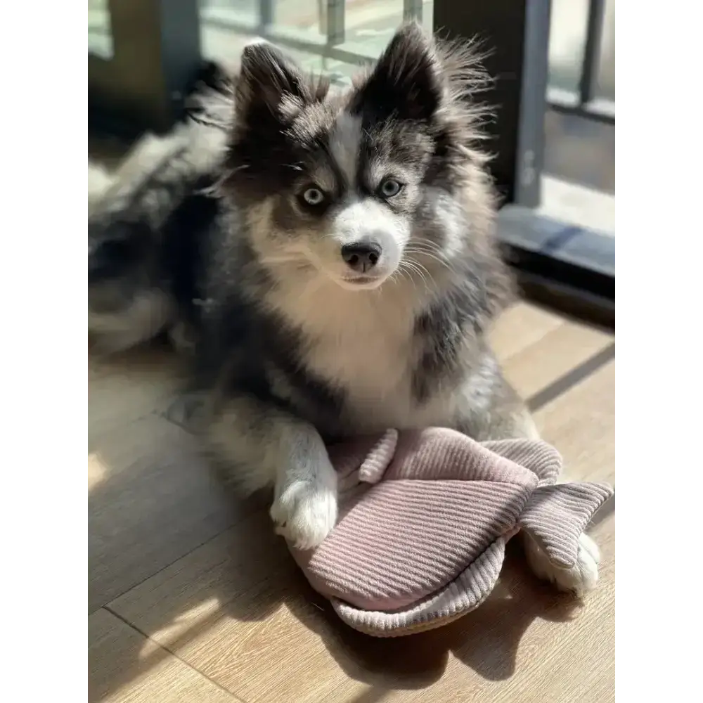 FISH ANGEL Hundespielzeug mit quietschender Fischgraete und knisternden Flossen – Perfekt für Hundebesitzer
