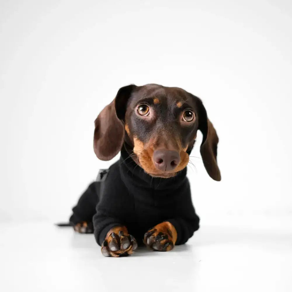 Fleece Overall für Dackel Schwarz - Hundepullover