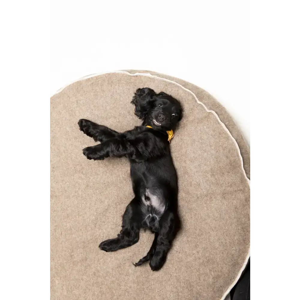 Entspannte Kuschelzeit: Hund liegt eingerollt im Fulvio Hundebett – Komfort pur mit Stil