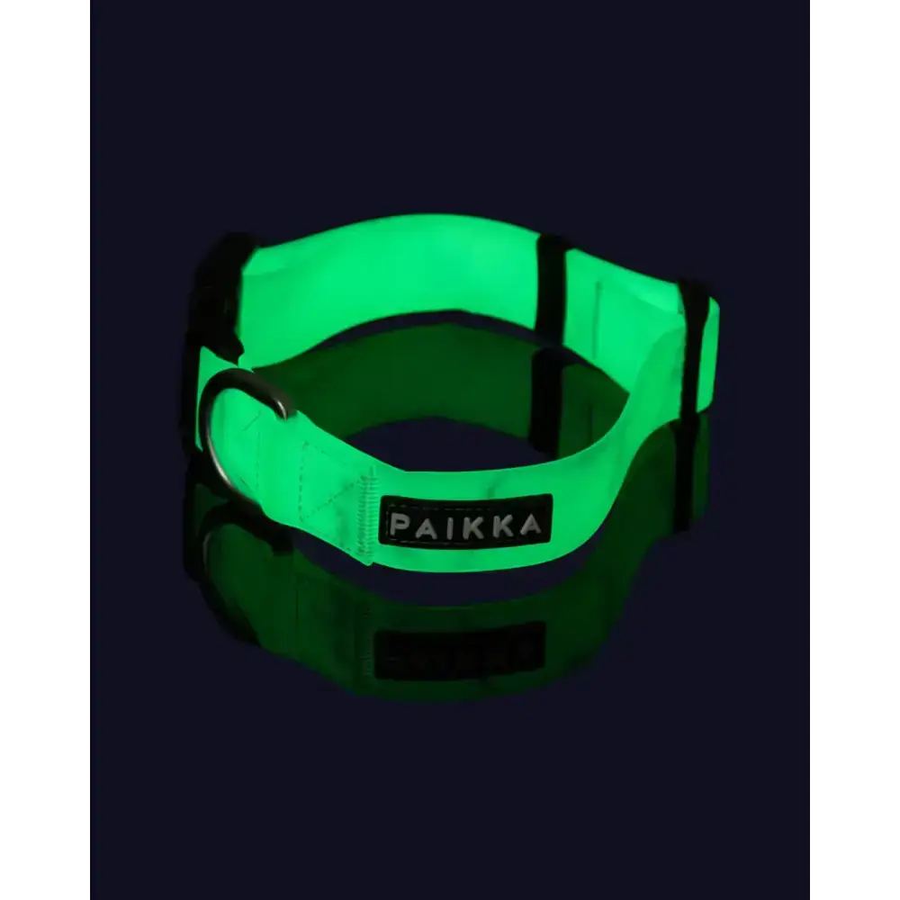 Glow Collar von PAIKKA – lichtabsorbierendes Hundehalsband für Abendspaziergänge.