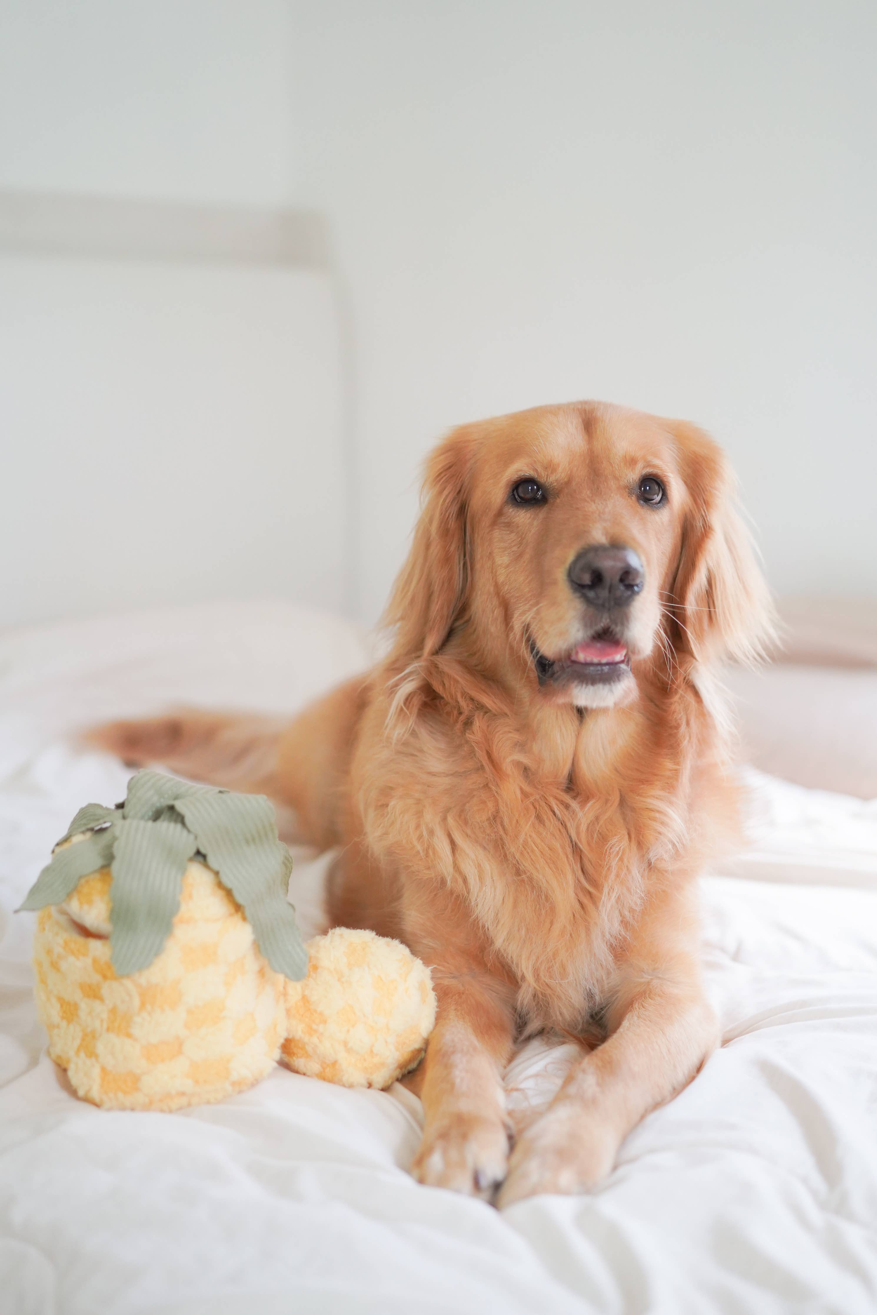 Golden Retriever sitzt mit dem PINEAPPLE POP von Lambwolf – Hundespielzeug mit Tropenflair