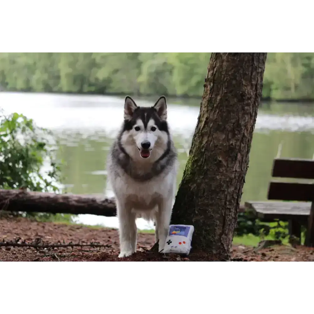GoodBoy Hundespielzeug mit knisterndem Material - bietet sensorische Stimulation und mehr Spaß für deinen Hund.