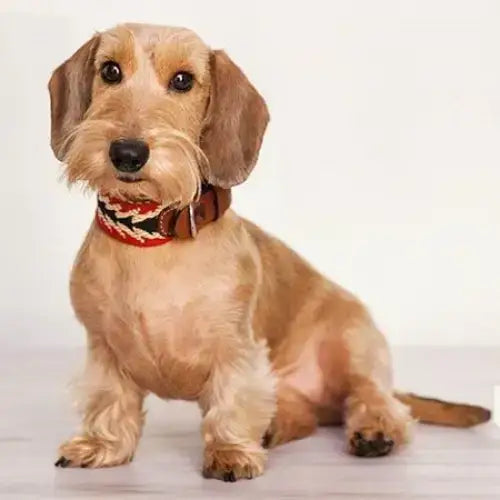 Handgefertigtes Hundehalsband aus Italienischer Baumwolle und französischem Leder – PERUVIAN ARROW RED