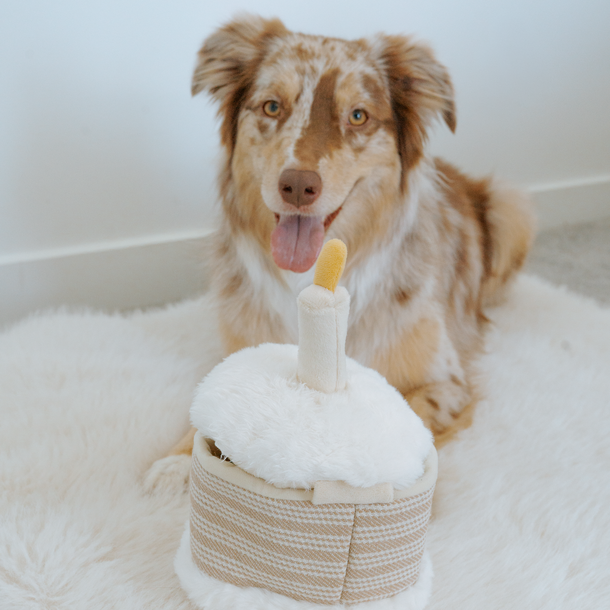 BIRTHDAY CAKE Versteckspielzeug mit Quietschern