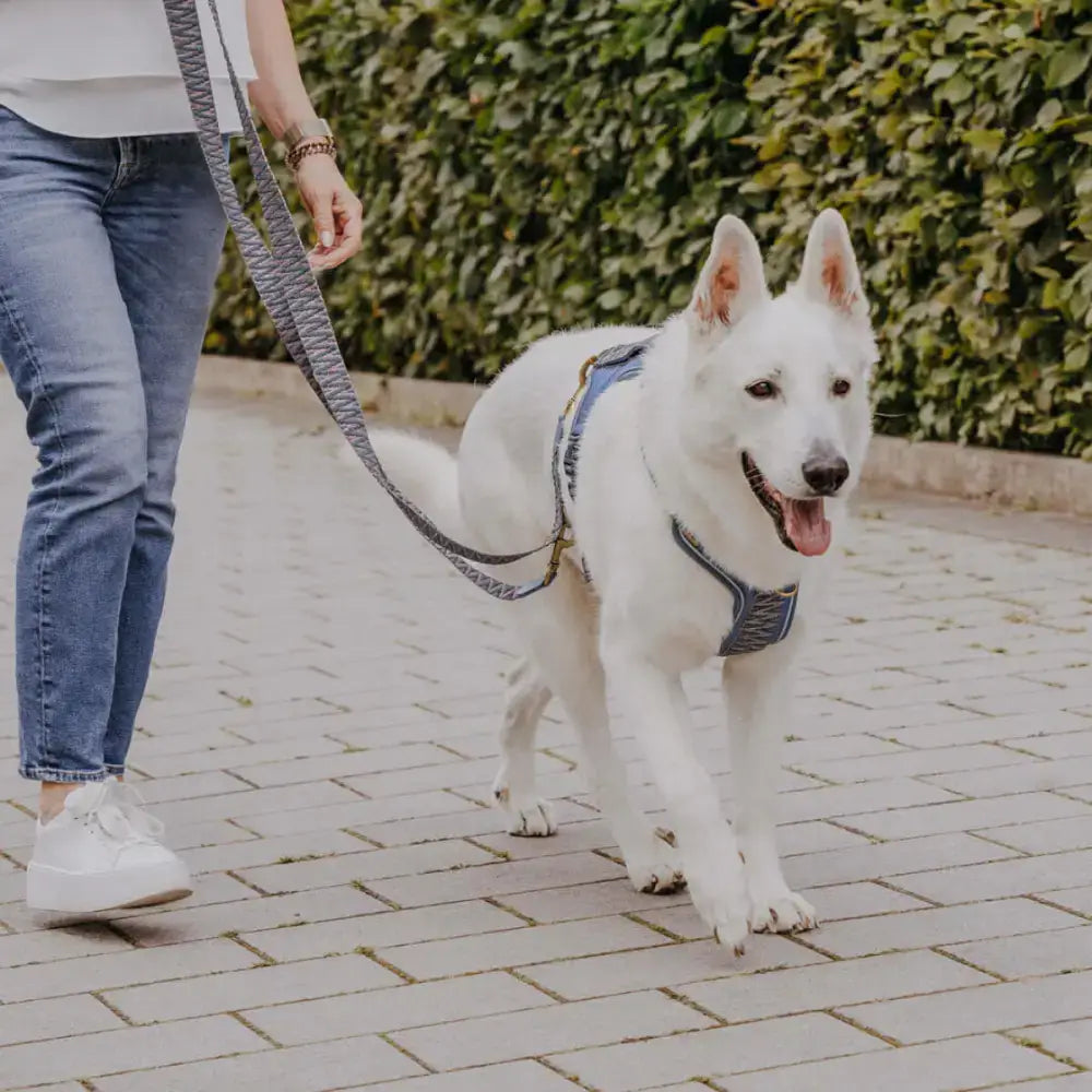 Hund mit Très Chic Leine in Blau-Grau beim Spaziergang – leicht, funktional & komfortabel