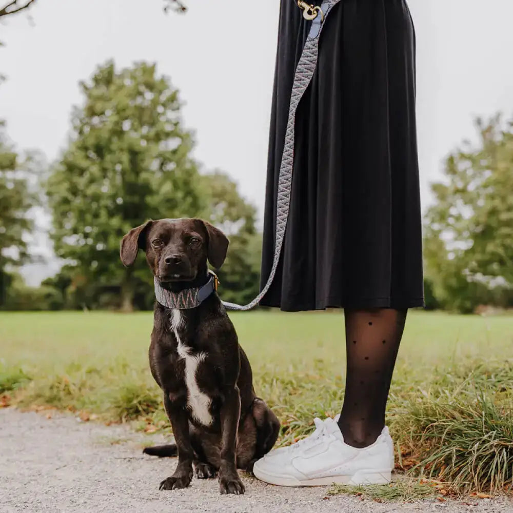 Hund an der Très Chic Führleine in Blau-Grau – eleganter Look & perfekte Passform