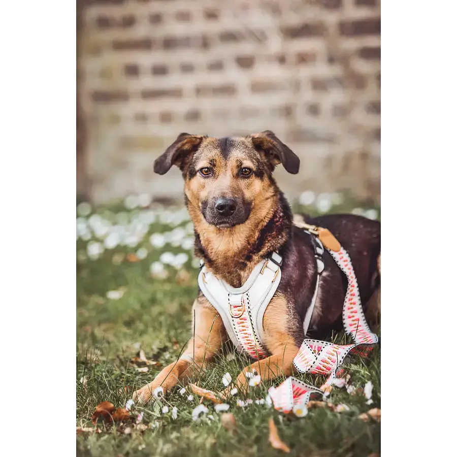 Hund mit passendem Halsband und Führleine aus der Très Chic Kollektion in Pink-Beige