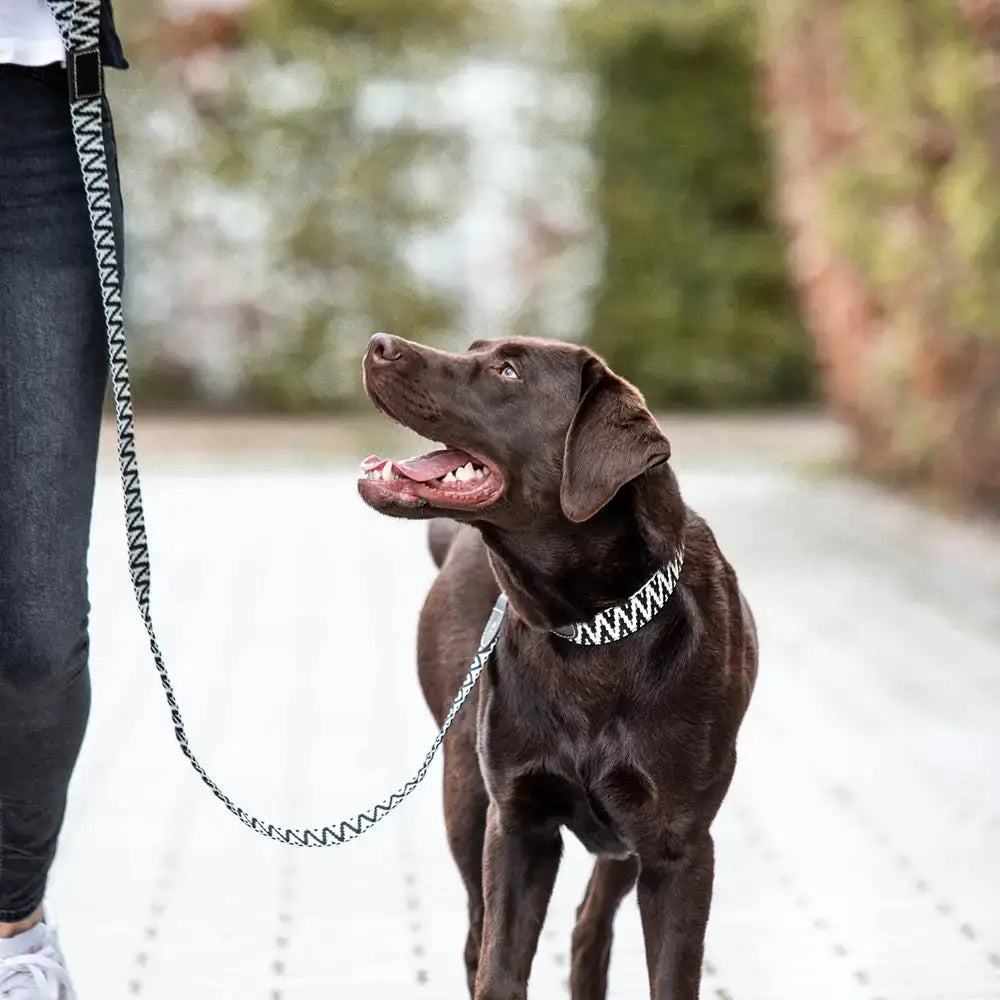 Hund mit Très Chic Führleine und passendem Halsband in Schwarz-Weiß – perfektes, stilvolles Set für jeden Spaziergang