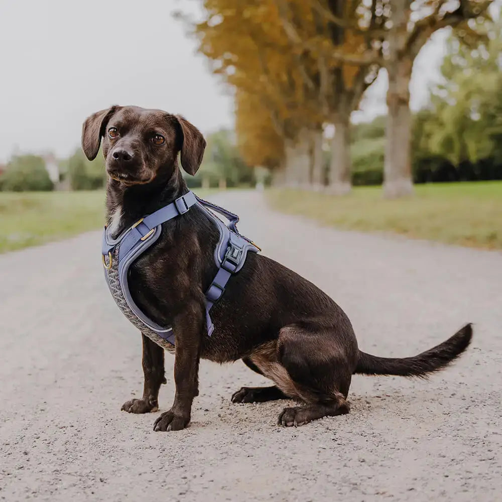 Seitenansicht des Hundes mit dem Très Chic Geschirr – optimale Passform und stilvolle Linienführung