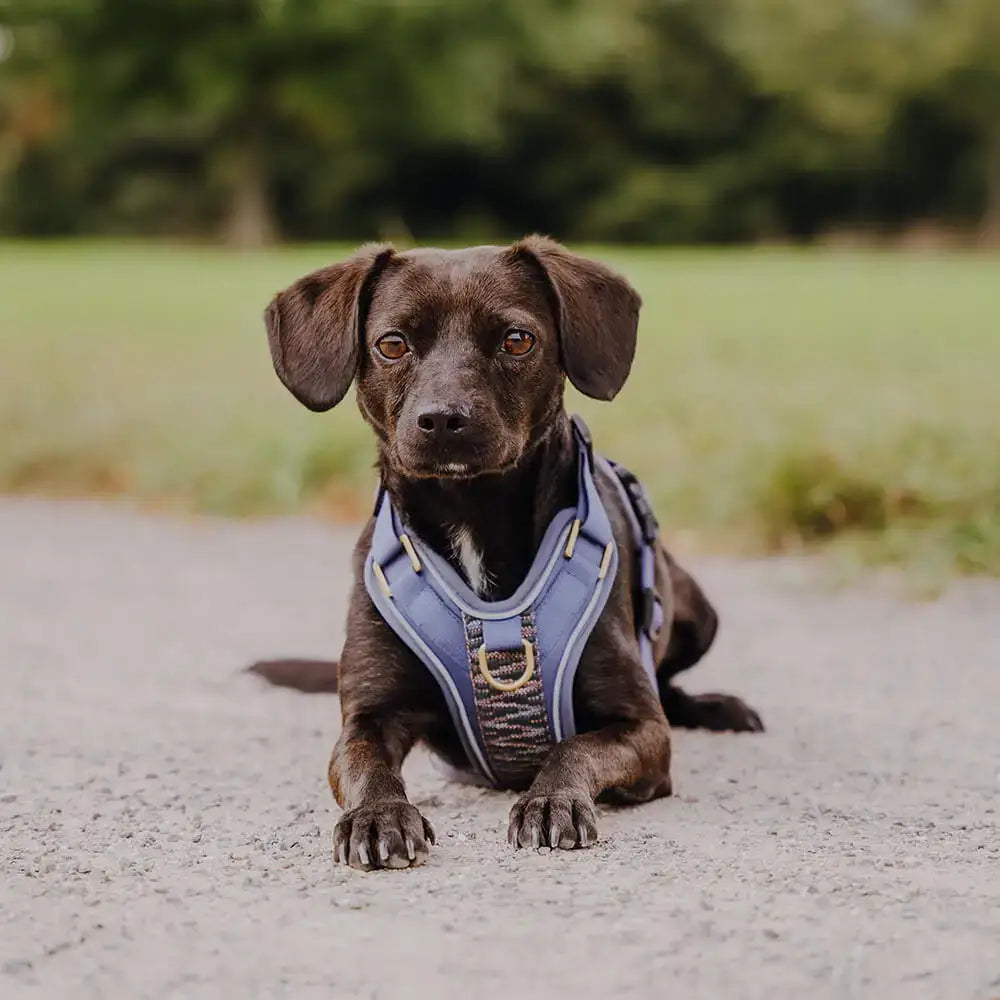 Hund mit Très Chic Geschirr von vorne – perfekter Sitz & eleganter Look
