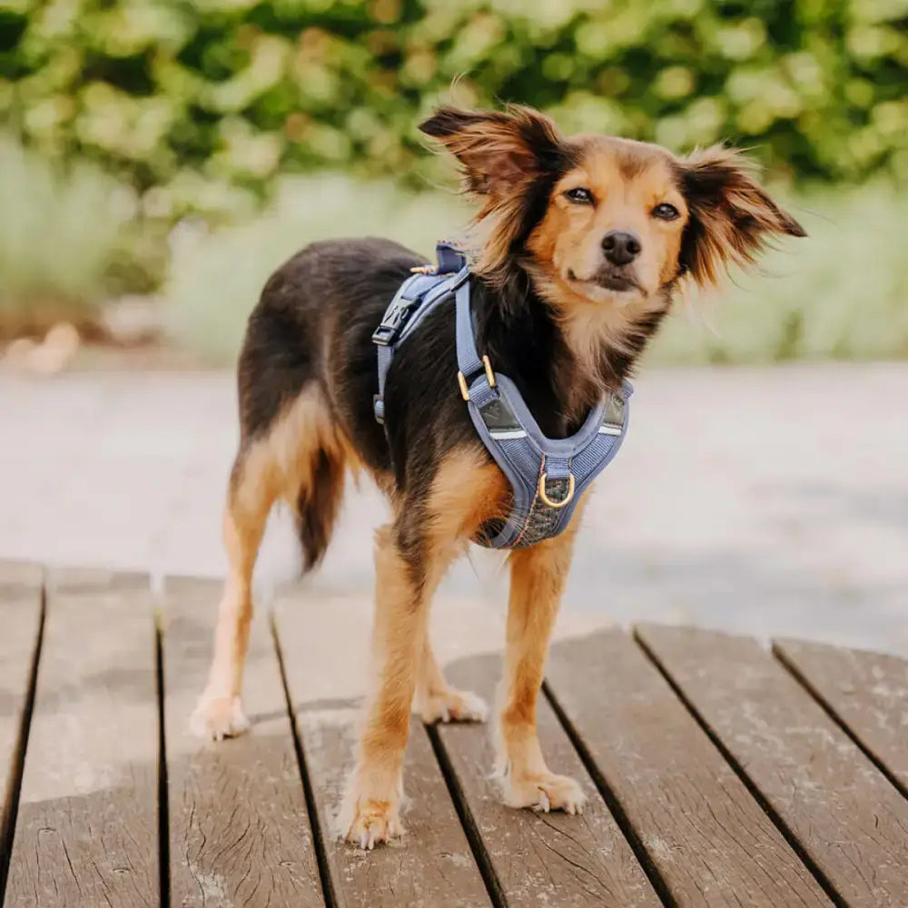 Hund mit dem Très Chic Geschirr beim Spaziergang – bequem, schick & pfotengetestet