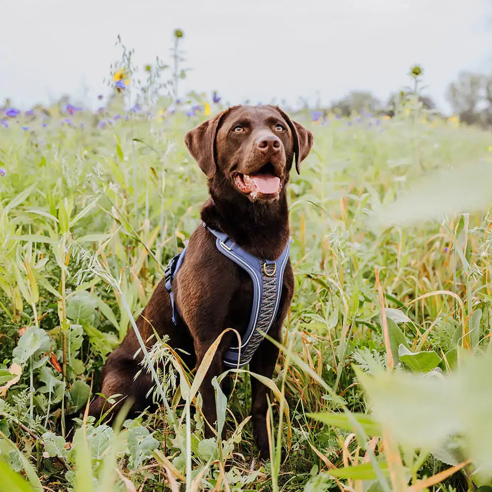 Größerer Hund trägt das Très Chic Geschirr blau-grau – sicherer Halt & komfortabler Sitz auch bei größeren Rassen