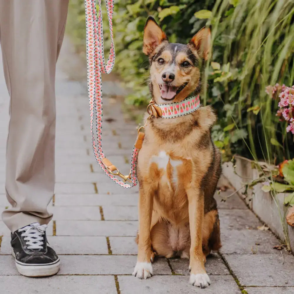 Seitenansicht am Hund – das Très Chic Halsband in zartem Pink-Beige mit Rindsleder