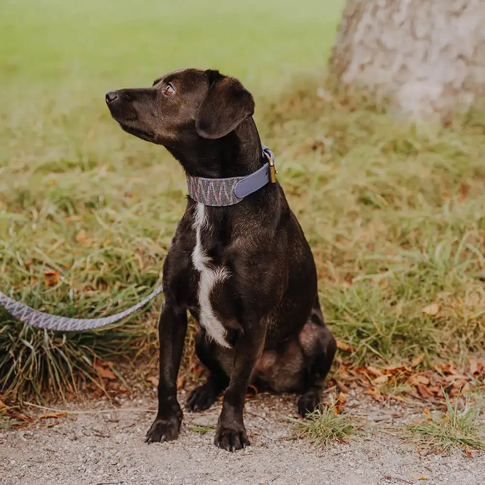 Hund trägt das Très Chic Halsband – stilvoll, bequem und perfekt angepasst
