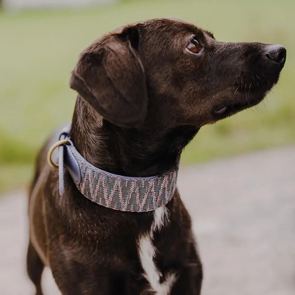 Seitenansicht des Hundes mit Très Chic Halsband – edles Design trifft Funktionalität