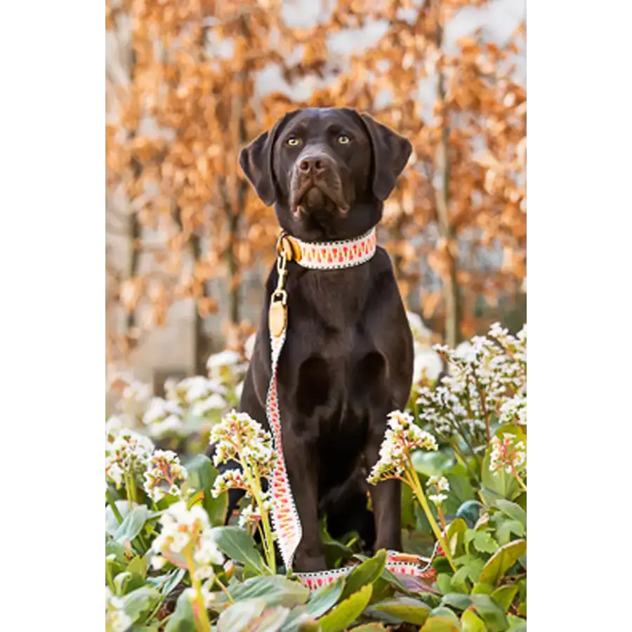Hund mit Très Chic Halsband und passender Leine – harmonisches Set für elegante Spaziergänge