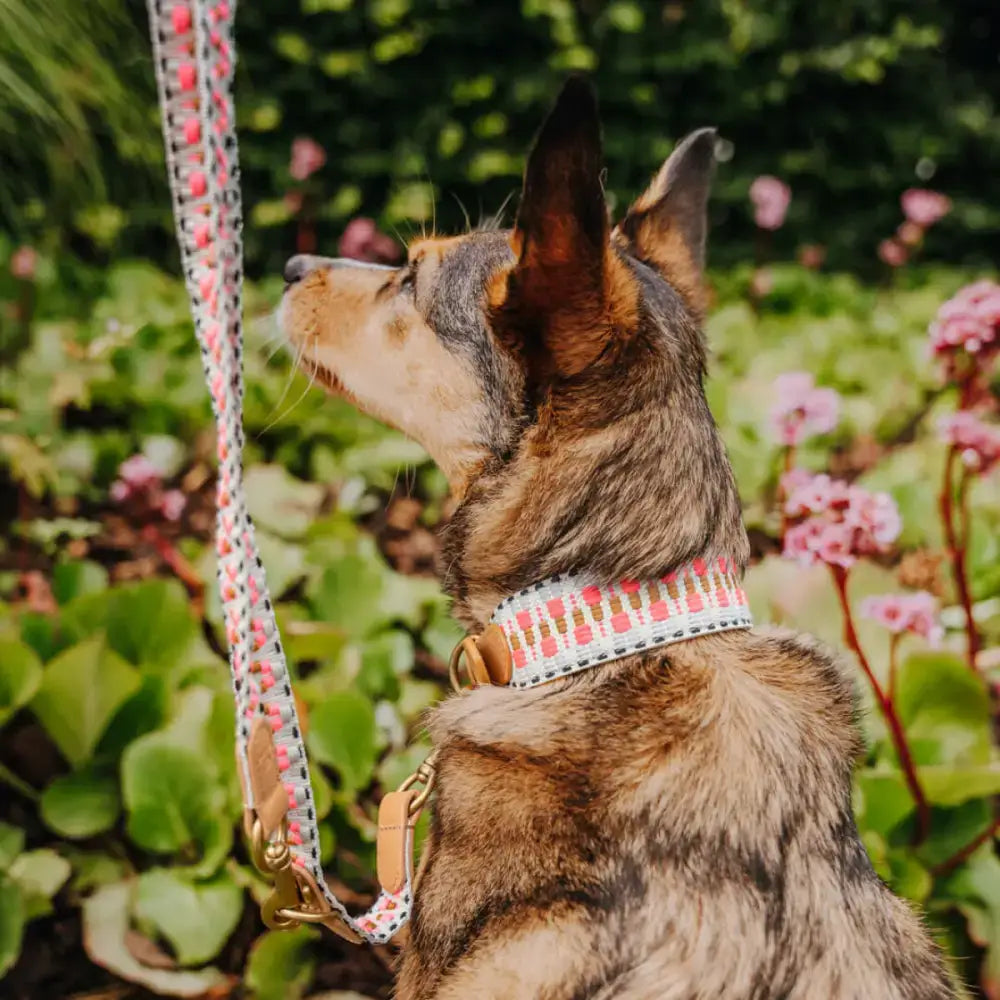 Hund trägt das Très Chic Halsband in Pink-Beige – stilvoller Look und perfekter Sitz