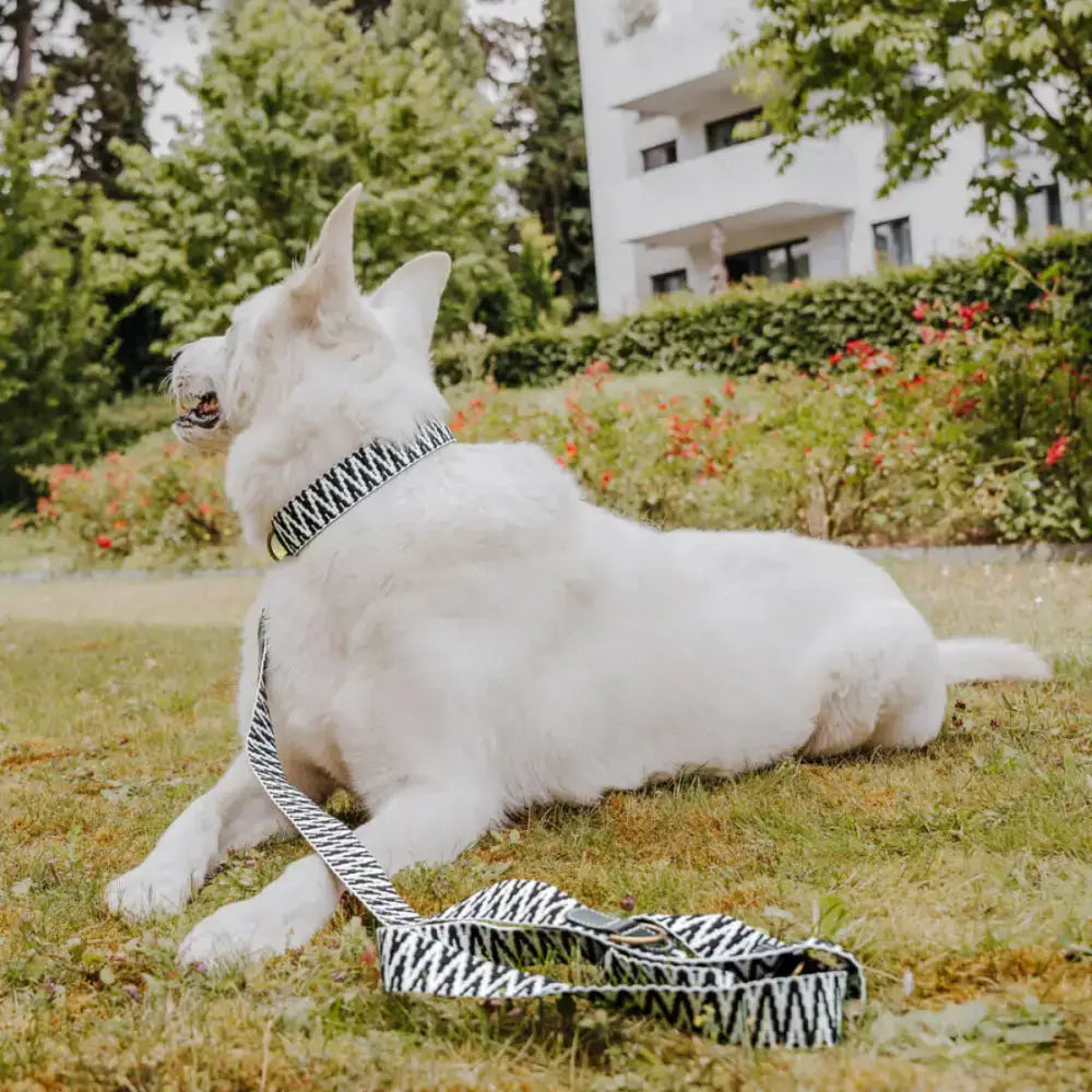 Hund mit Très Chic Halsband und Leine – harmonisches Set für stilvolle Spaziergänge