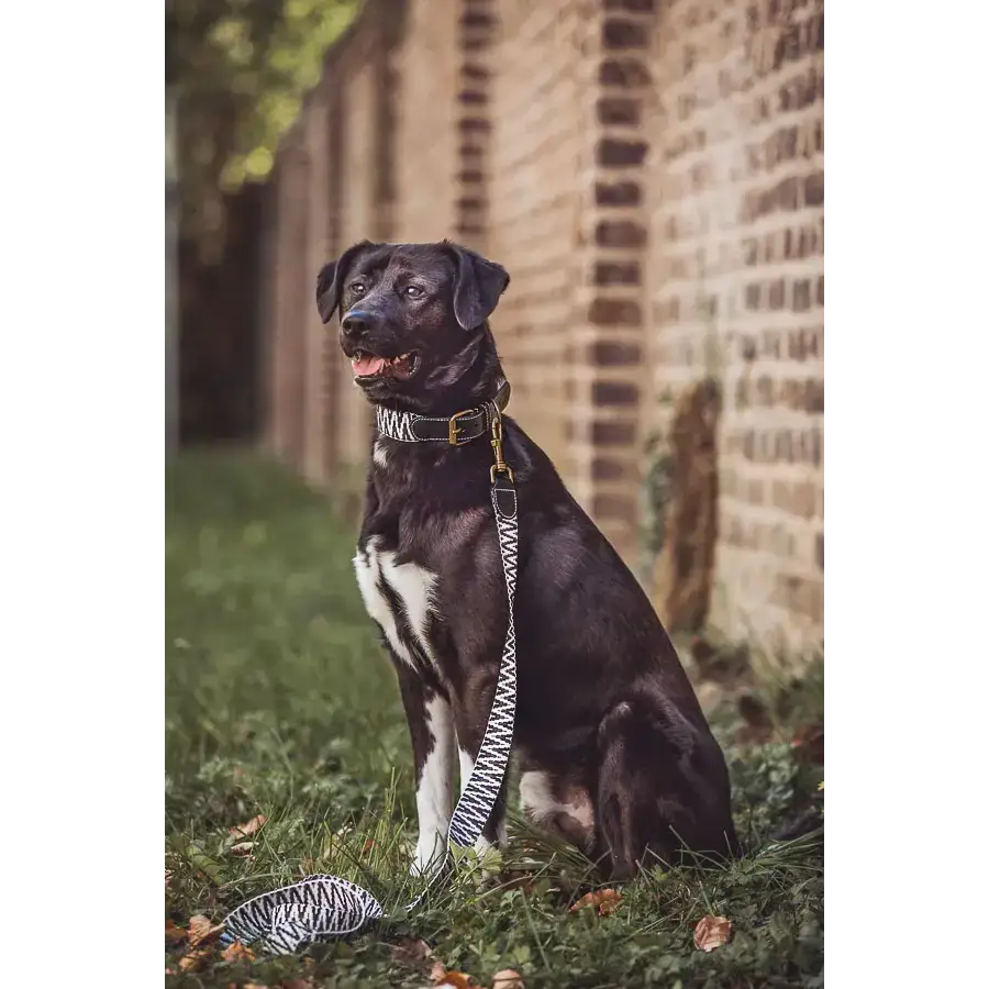 Hund trägt das Très Chic Halsband von Hey Lana – eleganter Look mit perfektem Sitz