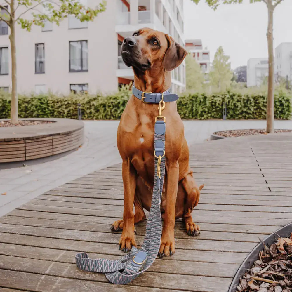 Hund mit Führleine und passendem Halsband aus der Très Chic Kollektion in Blau-Grau – perfekt abgestimmter Look