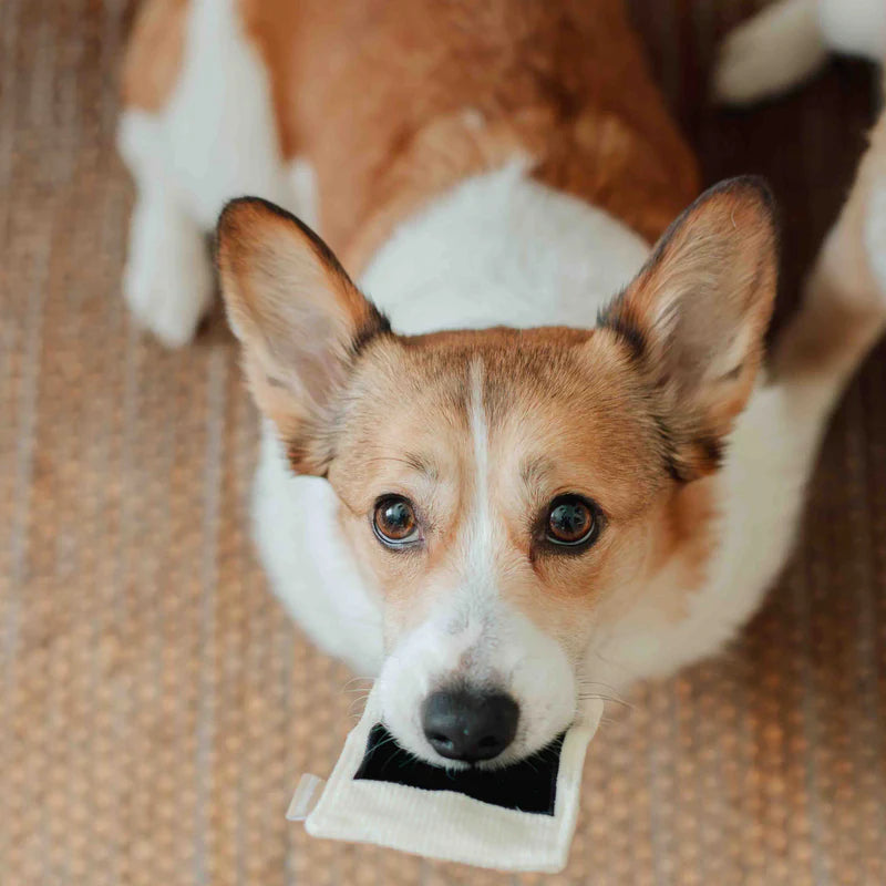 INSTANT CAMERA | Beschäftigungsspielzeug - Hundespielzeug