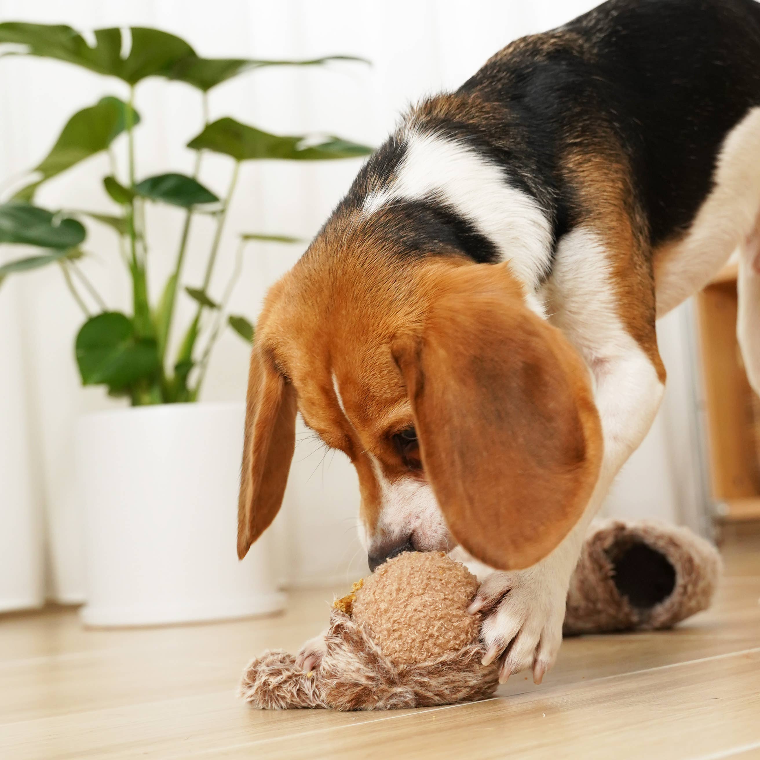 Aktiver Hund beim wilden Spielen mit dem POP Spielzeug von Lambwolf Collective im Eichhörnchen-Design